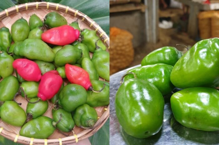Manfaat cabai gendut dan rasa nikmat mengenai cabai gendut cocok di masak apa