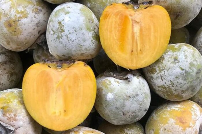 Buah kesemek rasa enak warna kuning dan lengket di lidah maknyus