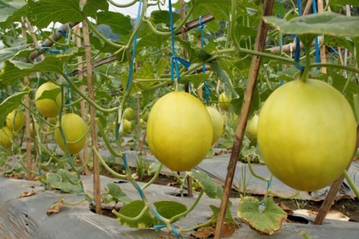 Melon kuning dengan rasa manis dan bisa di budidaya - informasi melon